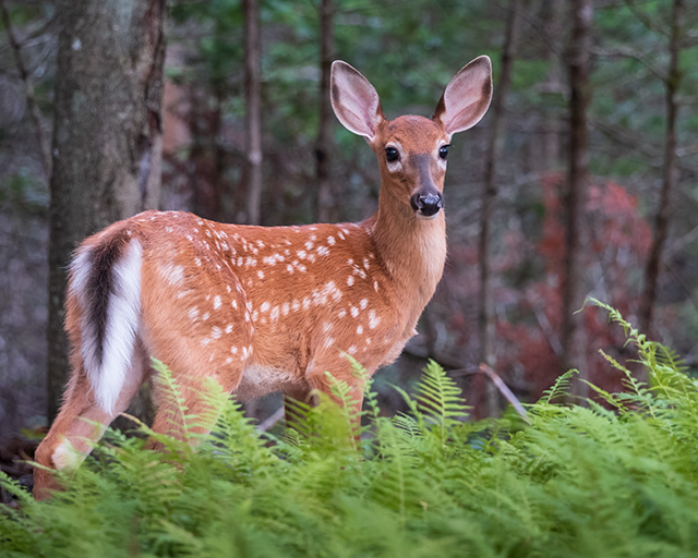 Fujifilm XF 150-600mm F5.6-8 R LM OIS WR Review -- Gallery Image