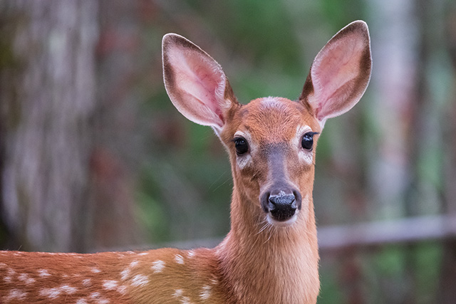 Fujifilm XF 150-600mm F5.6-8 R LM OIS WR Review -- Gallery Image