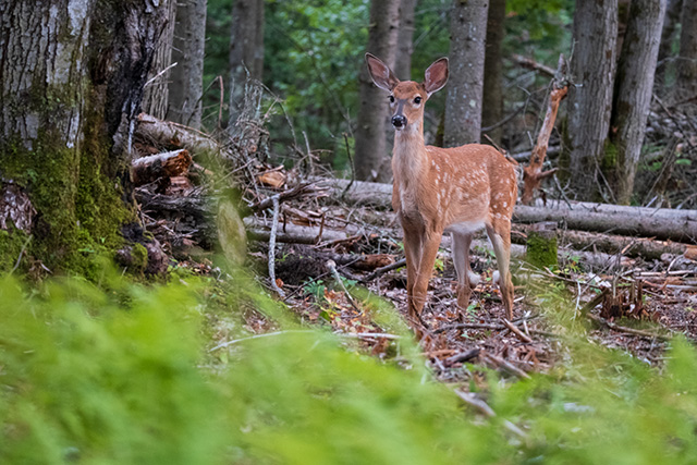 Fujifilm XF 150-600mm F5.6-8 R LM OIS WR Review -- Gallery Image