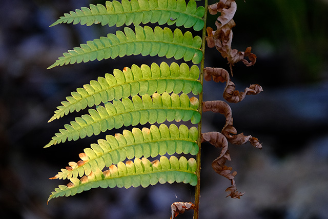 Fujifilm XF 150-600mm F5.6-8 R LM OIS WR Review -- Gallery Image