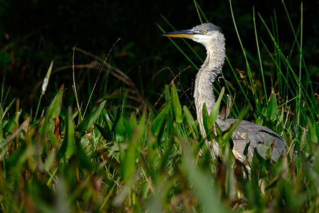 Fujifilm XF 150-600mm F5.6-8 R LM OIS WR Review -- Gallery Image