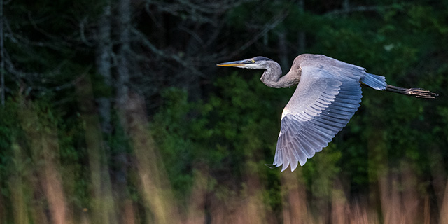 Fujifilm XF 150-600mm F5.6-8 R LM OIS WR Review -- Gallery Image