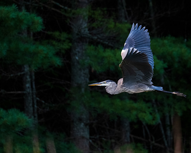 Fujifilm XF 150-600mm F5.6-8 R LM OIS WR Review -- Gallery Image