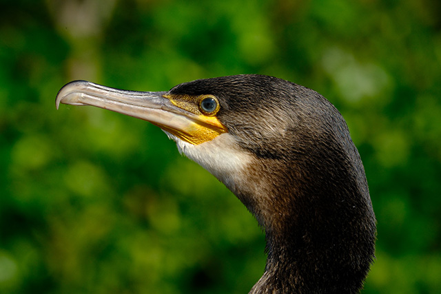 Fujifilm XF 150-600mm F5.6-8 R LM OIS WR Review -- Gallery Image