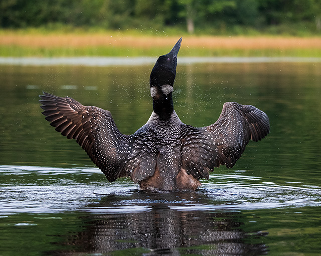 Fujifilm XF 150-600mm F5.6-8 R LM OIS WR Review -- Gallery Image