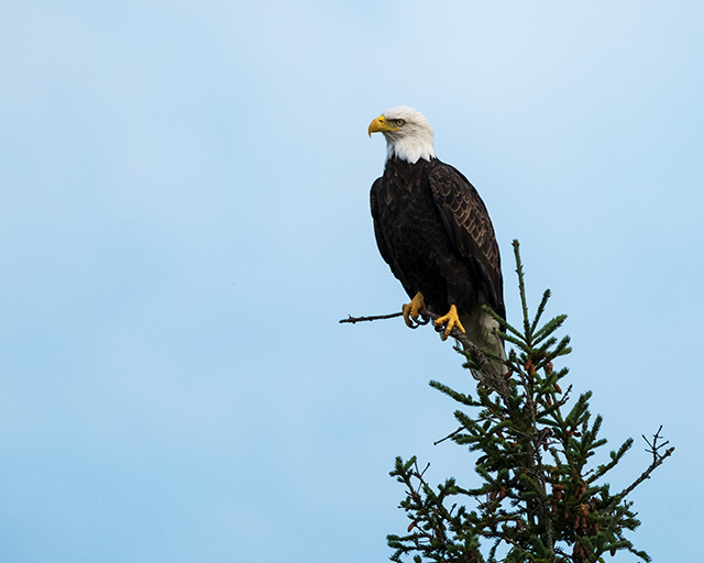 Fujifilm XF 150-600mm F5.6-8 R LM OIS WR Review -- Gallery Image