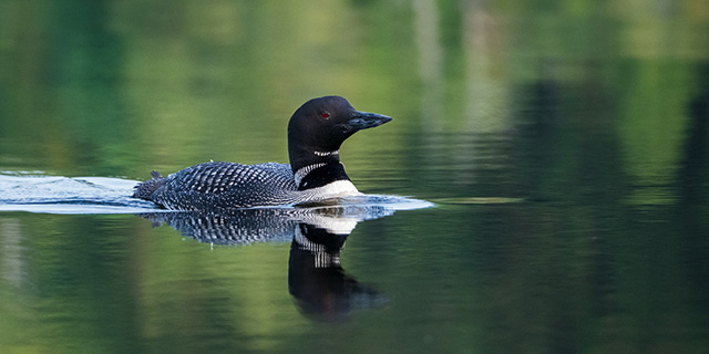 Fujifilm XF 150-600mm F5.6-8 R LM OIS WR Review -- Gallery Image