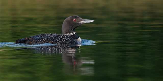 Fujifilm XF 150-600mm F5.6-8 R LM OIS WR Review -- Gallery Image