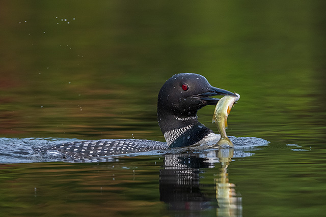 Fujifilm XF 150-600mm F5.6-8 R LM OIS WR Review -- Gallery Image