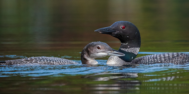 Fujifilm XF 150-600mm F5.6-8 R LM OIS WR Review -- Gallery Image