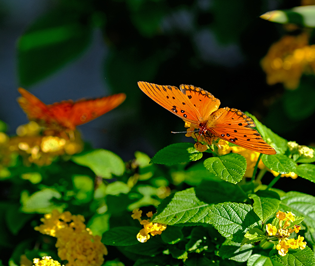 Fuji X-T3 + 200mm f/2 Sample Image