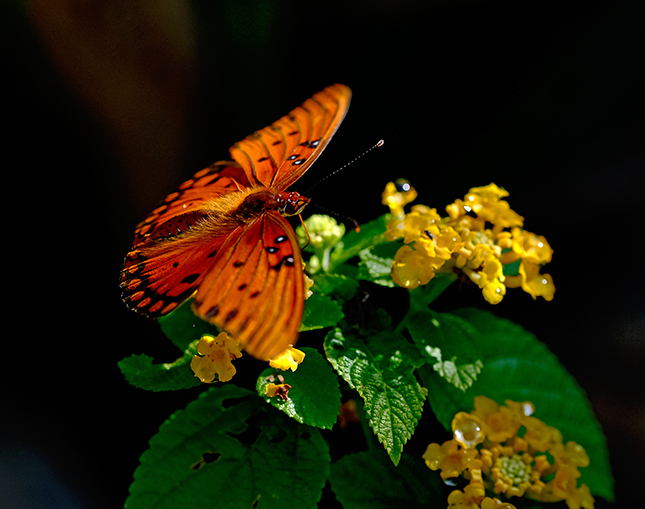 Fuji X-T3 + 200mm f/2 Sample Image