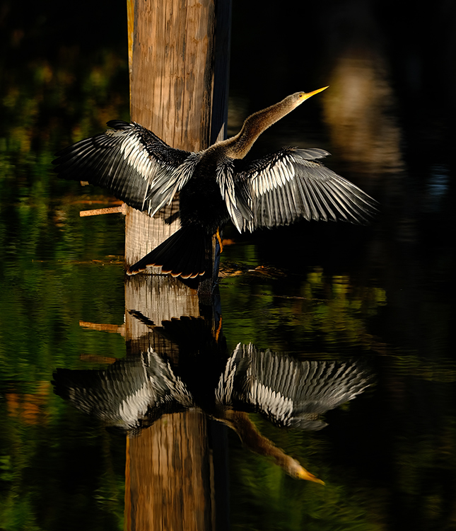 Fuji X-T3 + 200mm f/2 Sample Image