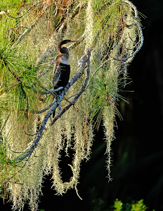 Fuji X-T3 + 200mm f/2 Sample Image