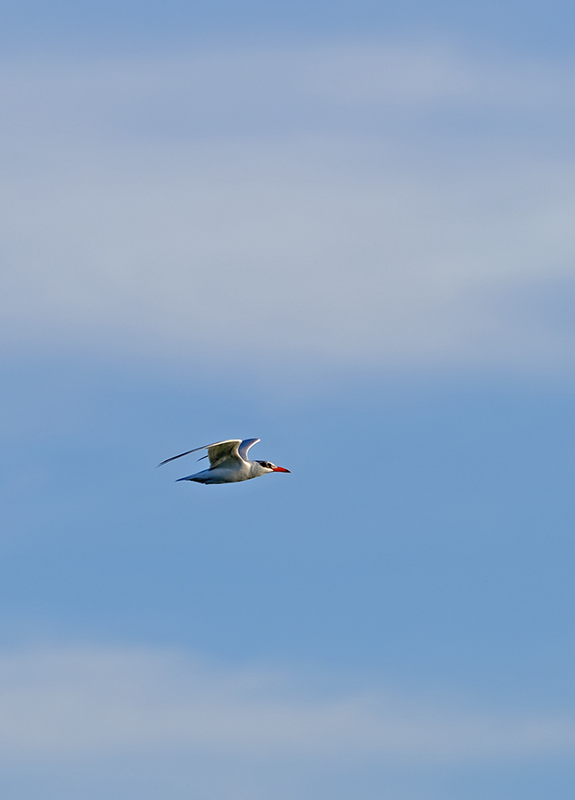 Fuji X-T3 + 200mm f/2 Sample Image