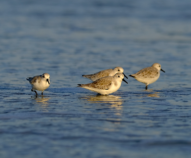 Fuji X-T3 + 200mm f/2 Sample Image