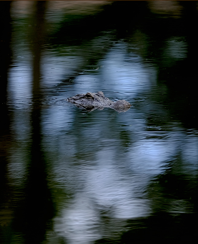 Fuji X-T3 + 200mm f/2 Sample Image