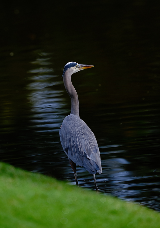 Fuji X-T3 + 200mm f/2 Sample Image