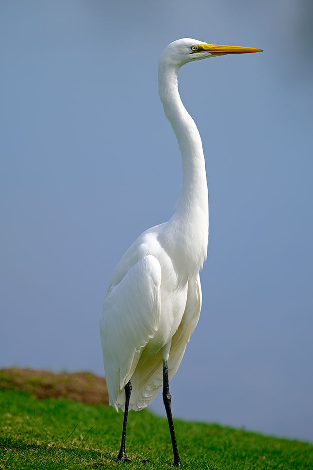 Fuji X-T3 + 200mm f/2 Sample Image