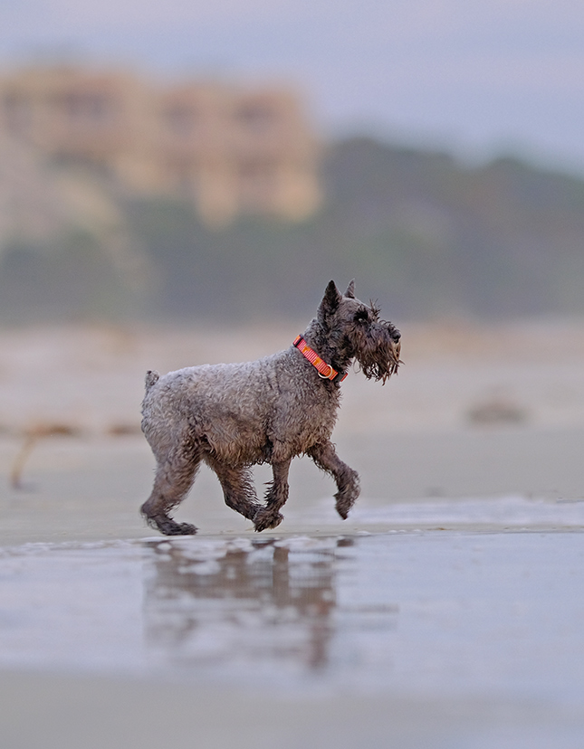 Fuji X-T3 + 200mm f/2 Sample Image