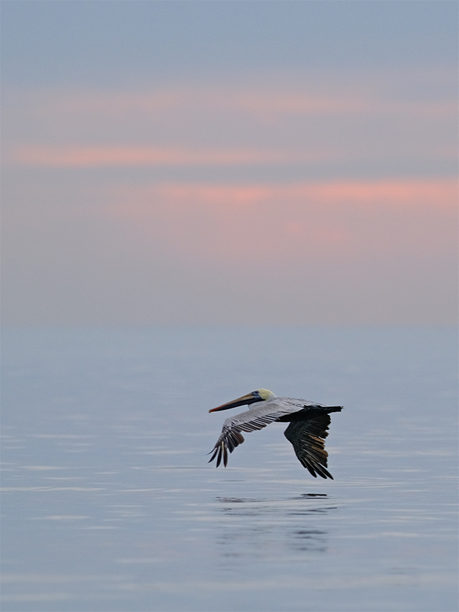 Fuji X-T3 + 200mm f/2 Sample Image