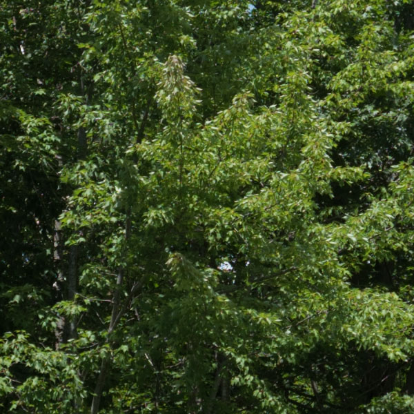 Fujinon GF 23mm f/4 R LM WR Review: Field Test -- Sharpness Test Image