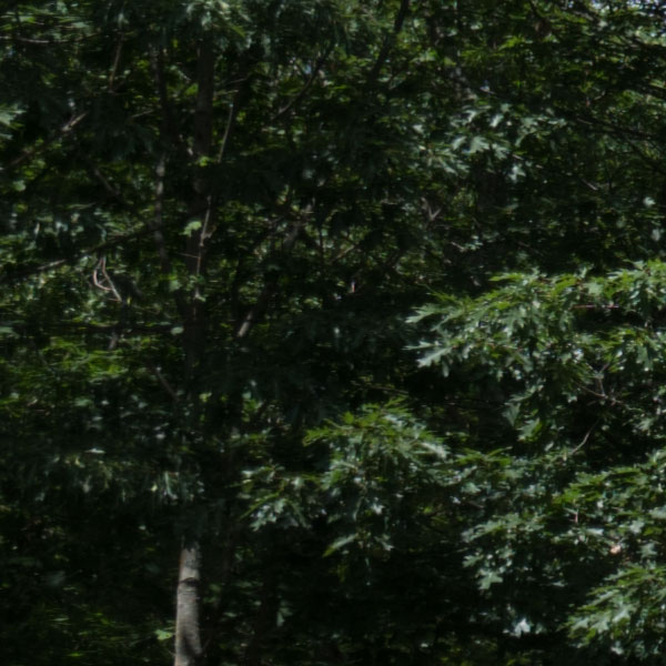 Fujinon GF 23mm f/4 R LM WR Review: Field Test -- Sharpness Test Image