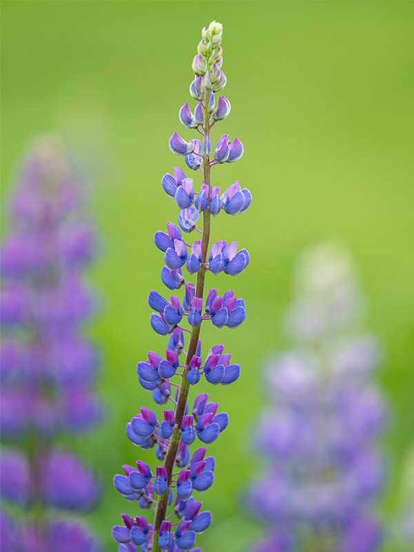 Fujinon GF 250mm f/4 R LM OIS WR Review: Field Test -- Gallery Image