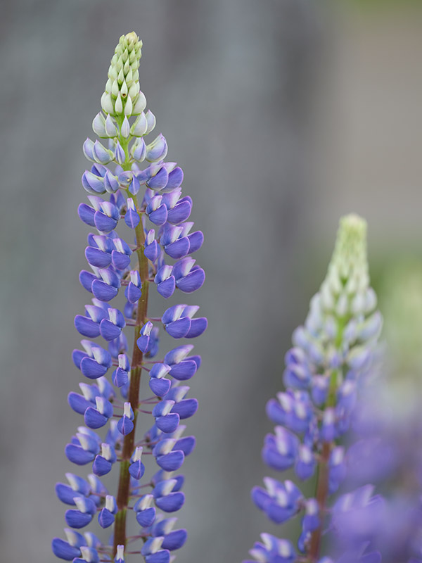 Fujinon GF 250mm f/4 R LM OIS WR Review: Field Test -- Gallery Image