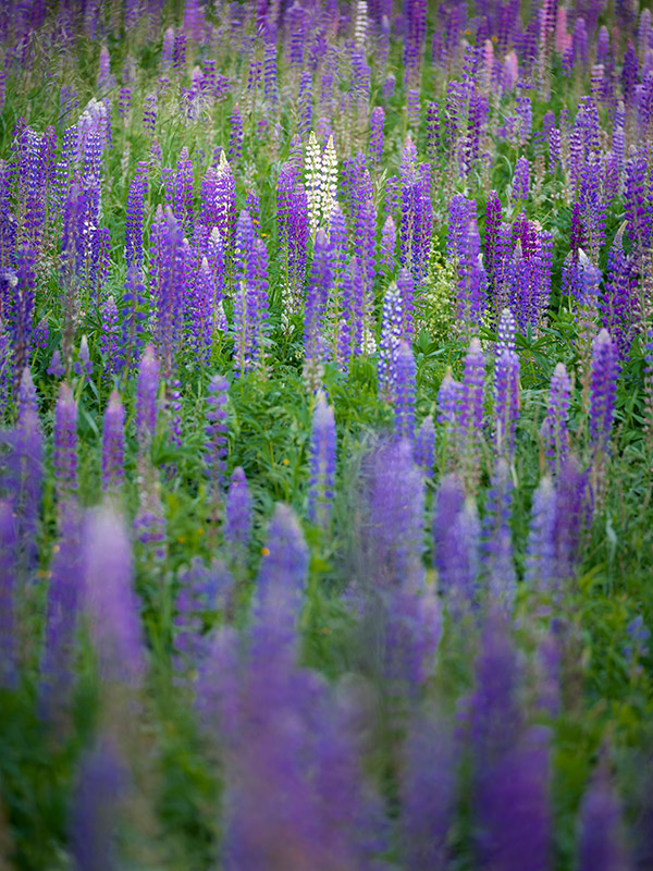 Fujinon GF 250mm f/4 R LM OIS WR Review: Field Test -- Gallery Image