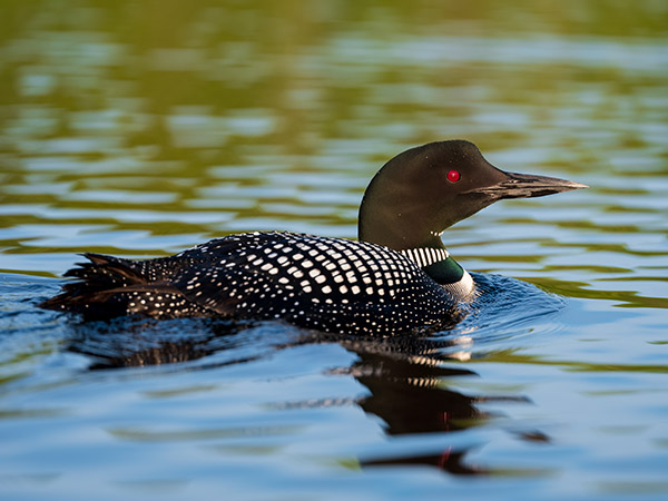 Fujinon GF 250mm f/4 R LM OIS WR Review: Field Test -- Gallery Image