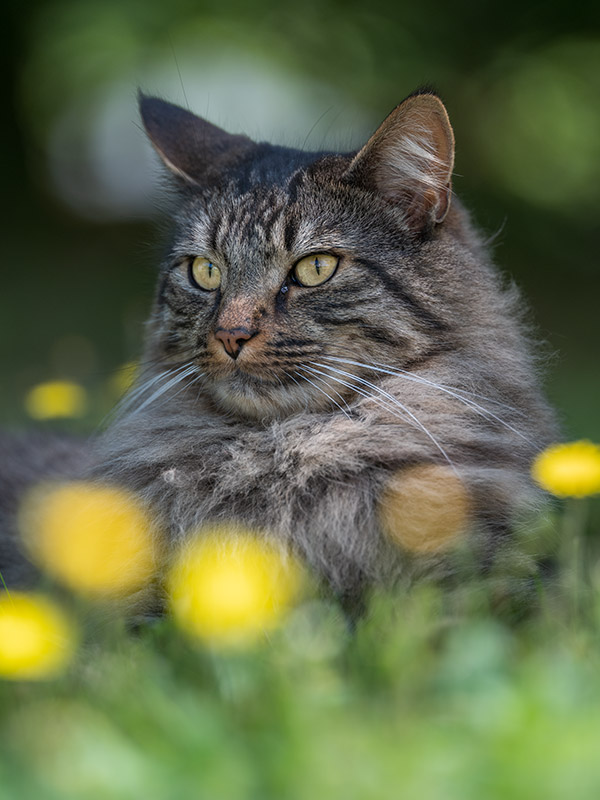 Fujinon GF 250mm f/4 R LM OIS WR Review: Field Test -- Gallery Image