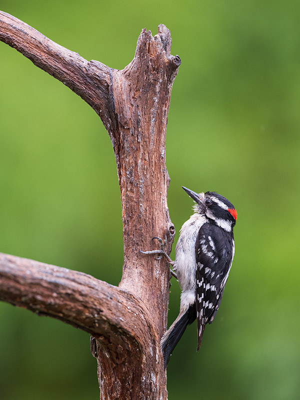 Fujinon GF 250mm f/4 R LM OIS WR Review: Field Test -- Gallery Image