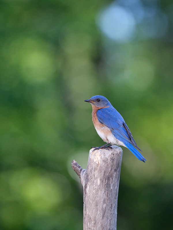 Fujinon GF 250mm f/4 R LM OIS WR Review: Field Test -- Gallery Image