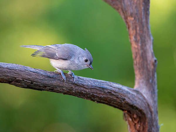 Fujinon GF 250mm f/4 R LM OIS WR Review: Field Test -- Gallery Image