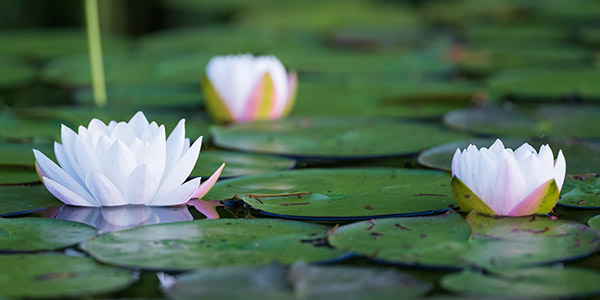 Fujinon GF 250mm f/4 R LM OIS WR Review: Field Test -- Gallery Image