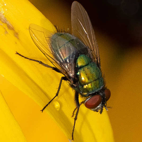 Fujinon GF 250mm f/4 R LM OIS WR Review: Field Test -- Gallery Image