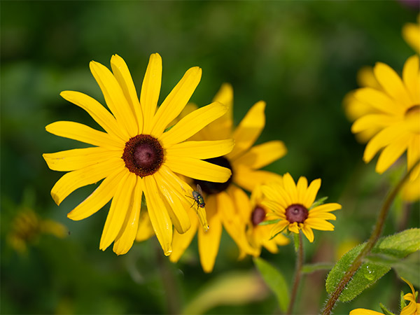 Fujinon GF 250mm f/4 R LM OIS WR Review: Field Test -- Gallery Image