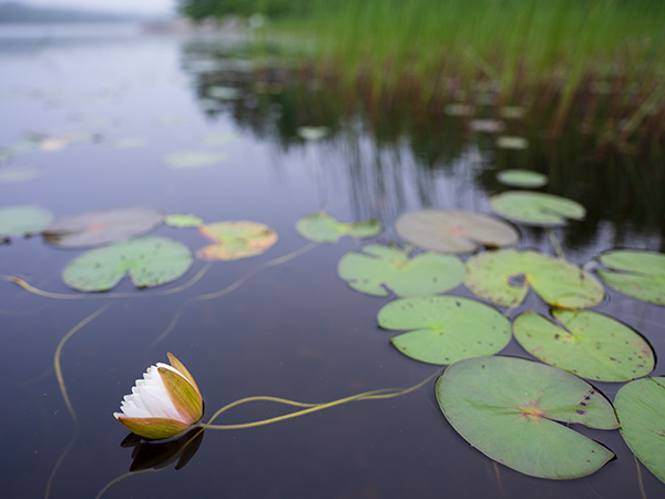 Fujinon GF 30mm f/3.5 R WR Review: Field Test -- Gallery Image