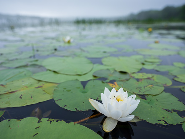 Fujinon GF 30mm f/3.5 R WR Review: Field Test -- Gallery Image