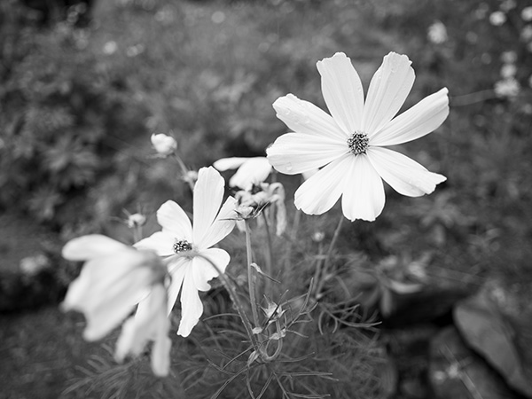 Fujinon GF 30mm f/3.5 R WR Review: Field Test -- Gallery Image