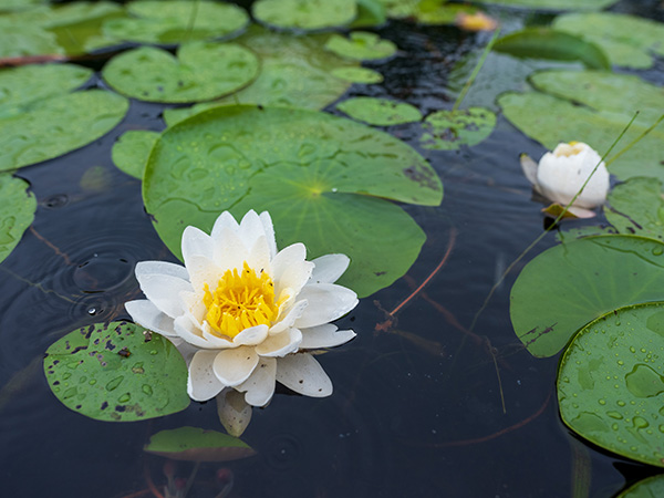 Fujinon GF 30mm f/3.5 R WR Review: Field Test -- Gallery Image