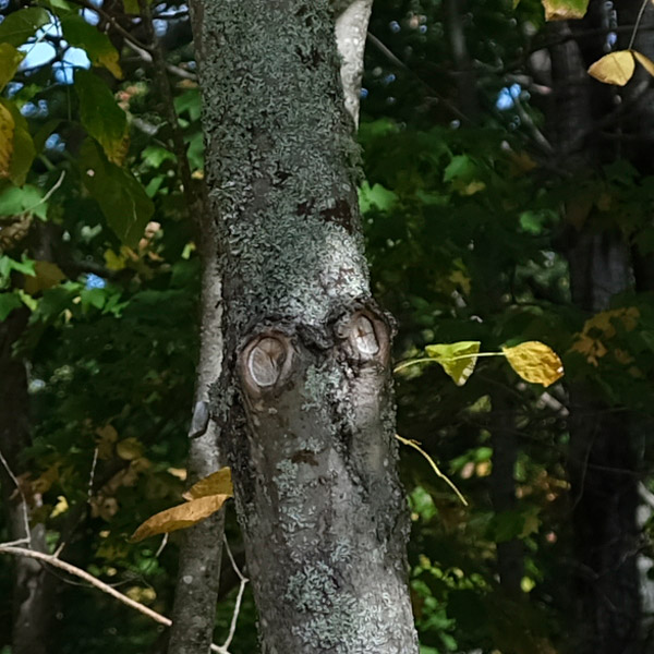 Fujinon GF 32-64mm f/4 R LM WR Review: Field Test -- Sharpness Test Image