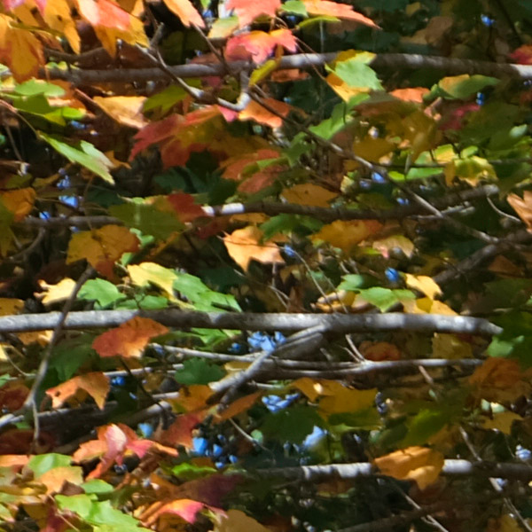 Fujinon GF 32-64mm f/4 R LM WR Review: Field Test -- Sharpness Test Image