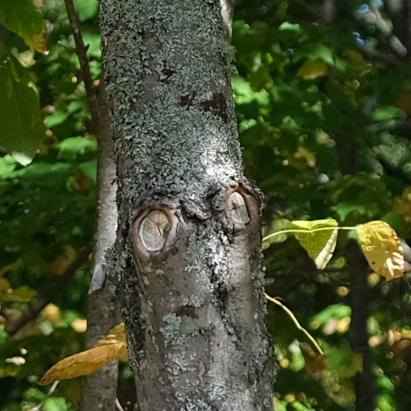 Fujinon GF 32-64mm f/4 R LM WR Review: Field Test -- Sharpness Test Image