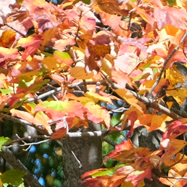 Fujinon GF 32-64mm f/4 R LM WR Review: Field Test -- Sharpness Test Image