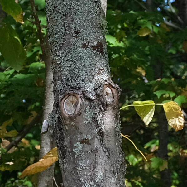 Fujinon GF 32-64mm f/4 R LM WR Review: Field Test -- Sharpness Test Image