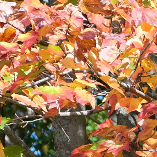 Fujinon GF 32-64mm f/4 R LM WR Review: Field Test -- Sharpness Test Image