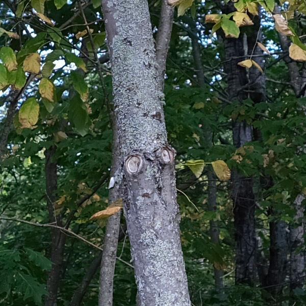 Fujinon GF 32-64mm f/4 R LM WR Review: Field Test -- Sharpness Test Image