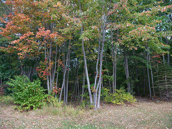 Fujinon GF 32-64mm f/4 R LM WR Review: Field Test -- Sharpness Test Image